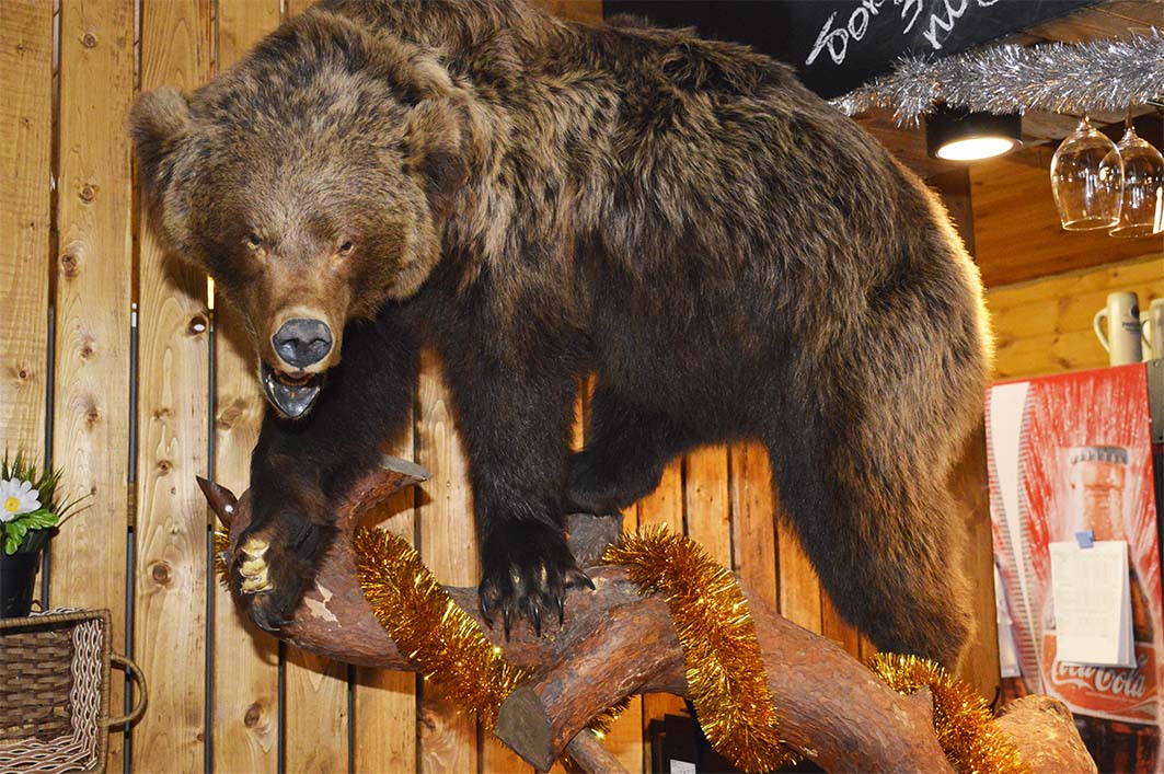 медведь в рустике